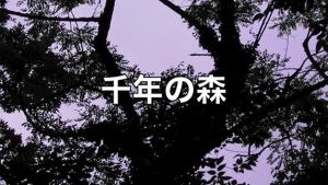 “千年の森” Forest of thousand years